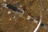 Fossil Orthoceras & Goniatite Round Plate - Stoneware #140065-1
